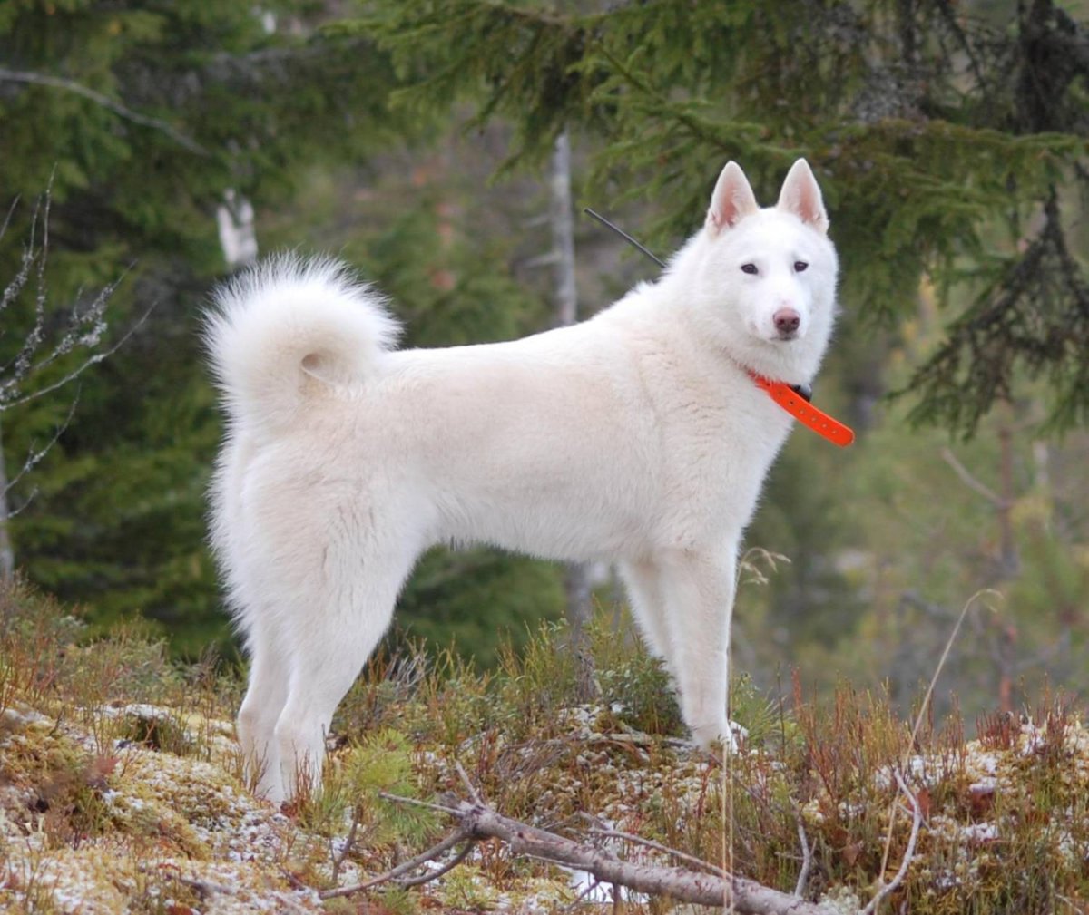 Западно Сибирская лайка