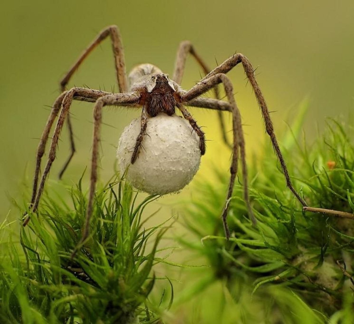 Паук скакун с детенышами