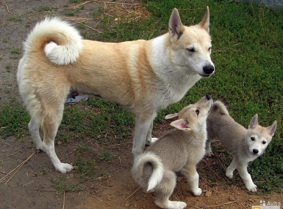 Западно Сибирская лайка