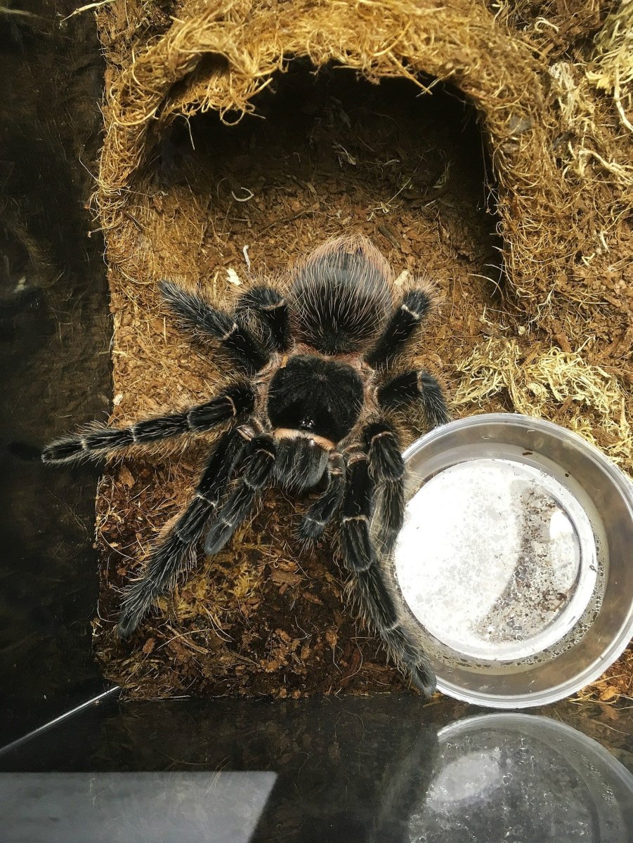 Ядовитые пауки гнезда