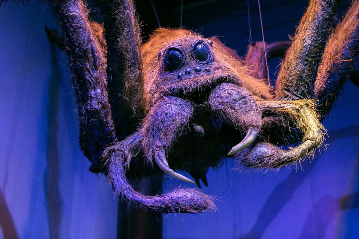 Кроногнездники строение гнезда