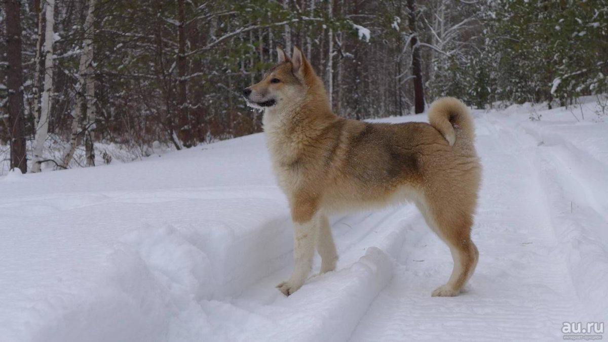 Рыжие щенки Западно сибирской лайки