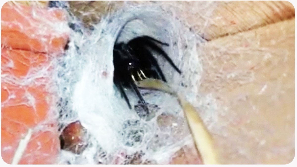 Гнездо пауков / il Nido del Ragno (1988)