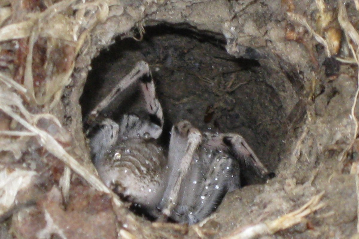 Паук листокрут