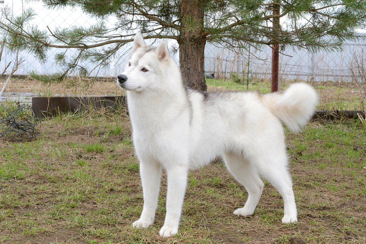 Восточносибирская лайка белая