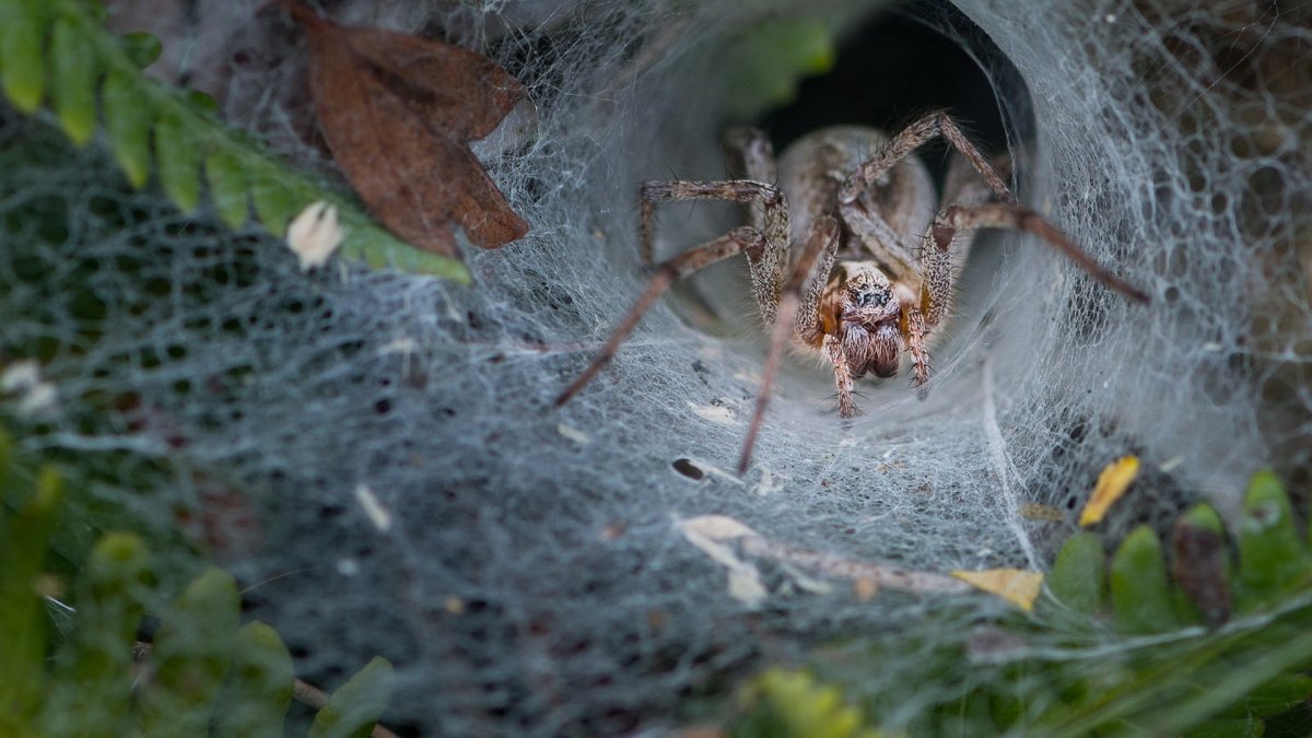 Паутина паука крестовика
