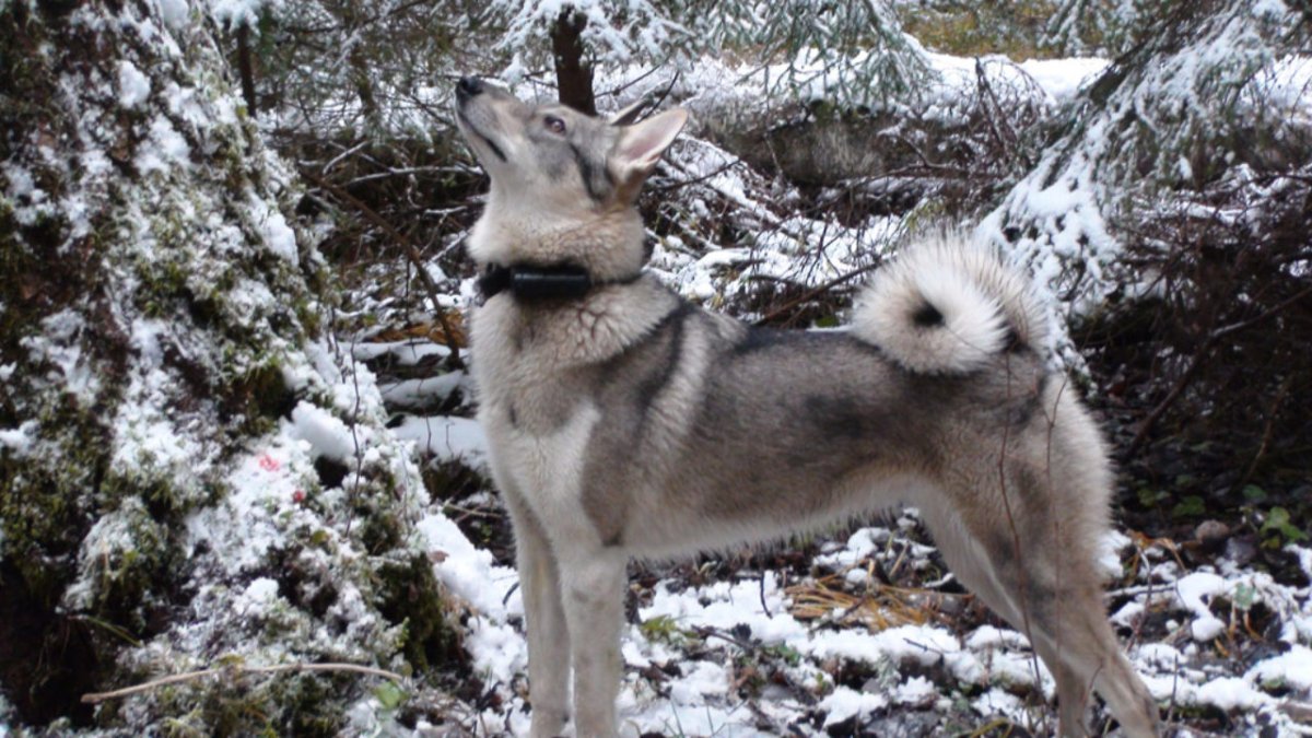 Сибирская охотничья лайка