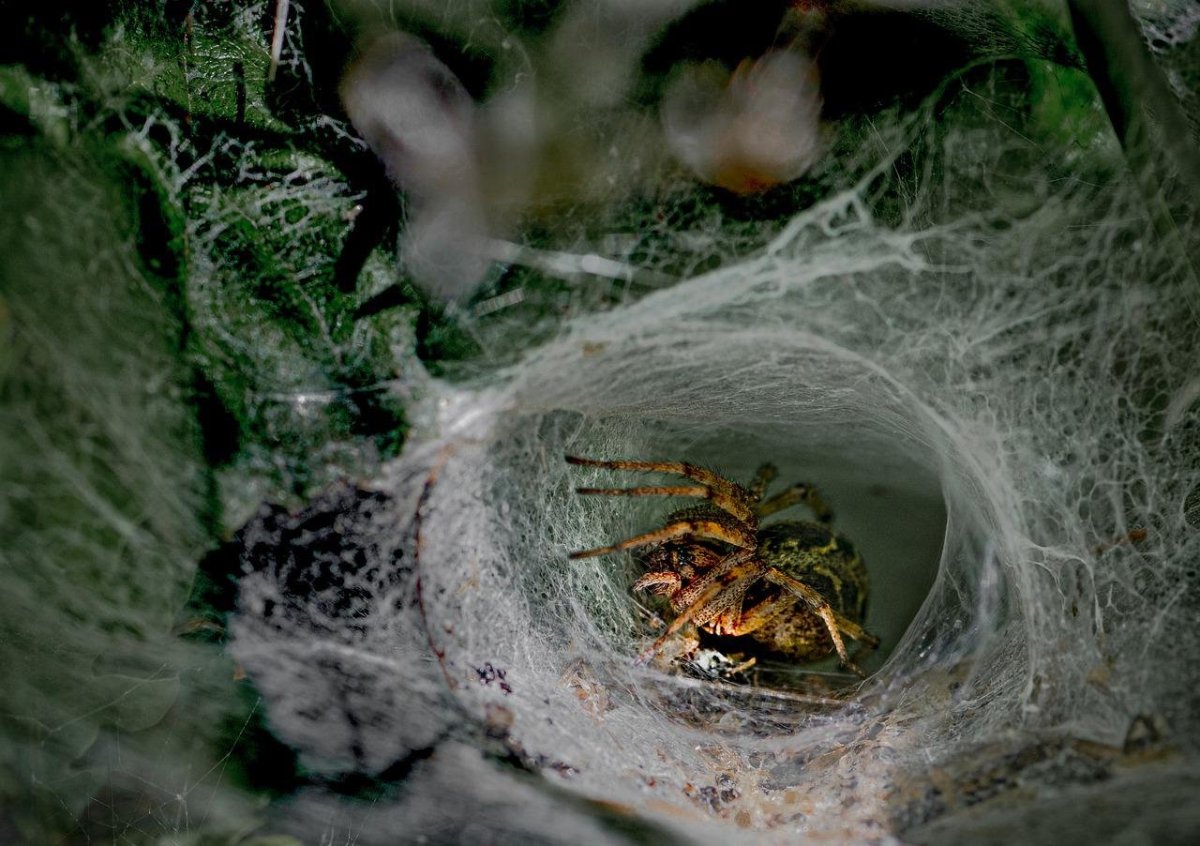 Гнездо паука