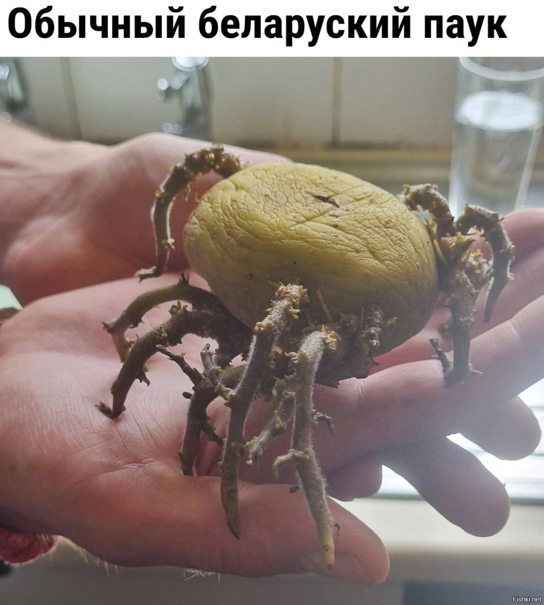 Ceratogyrus brachycephalus