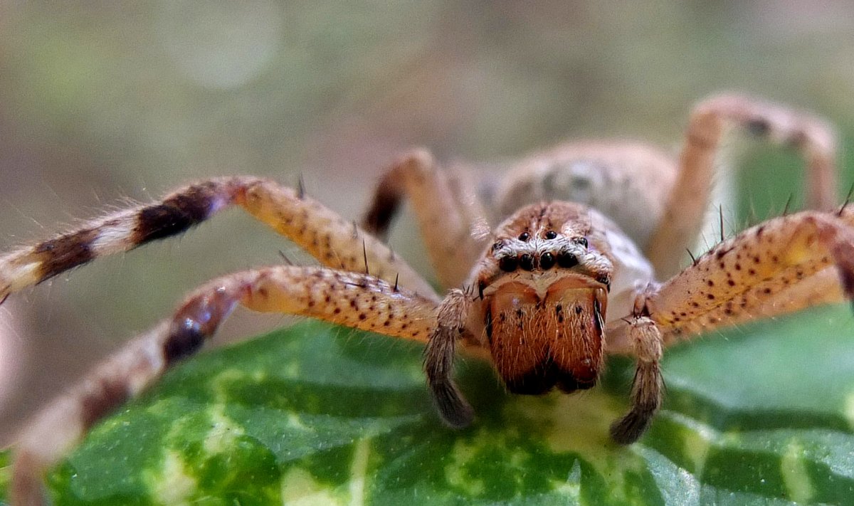 Паучиное гнездо