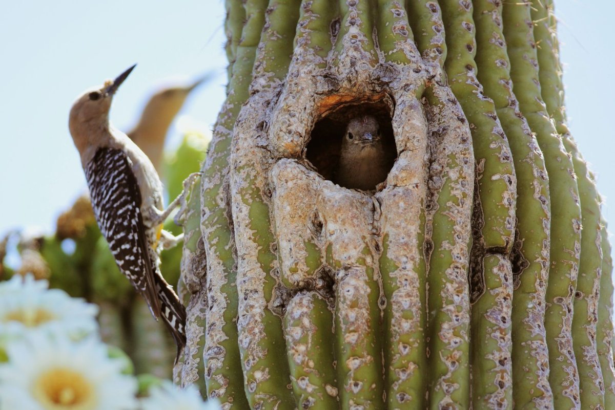 Паук воронка