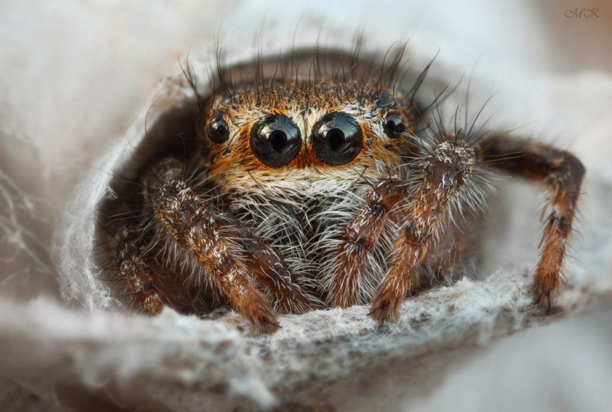 Рогатый птицеед