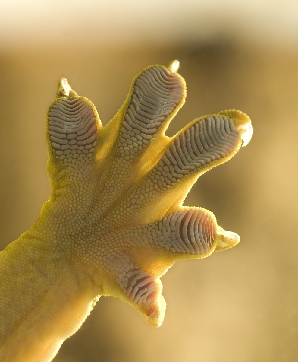 Геккон эублефар лапы