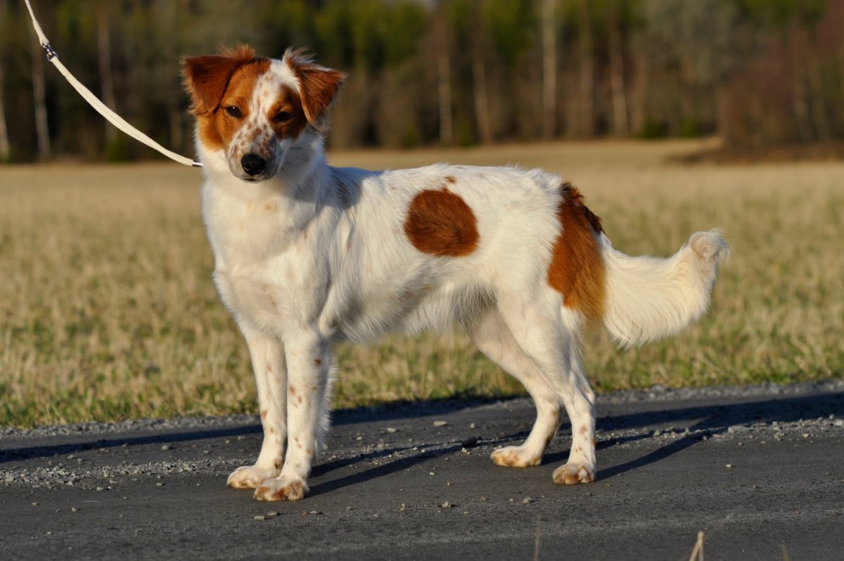 Папильон и чихуахуа