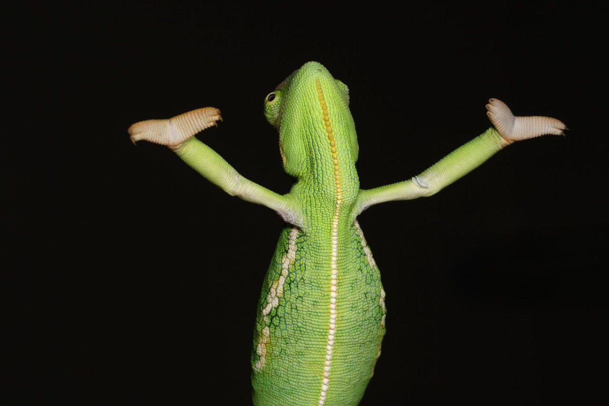 Конечности хамелеона