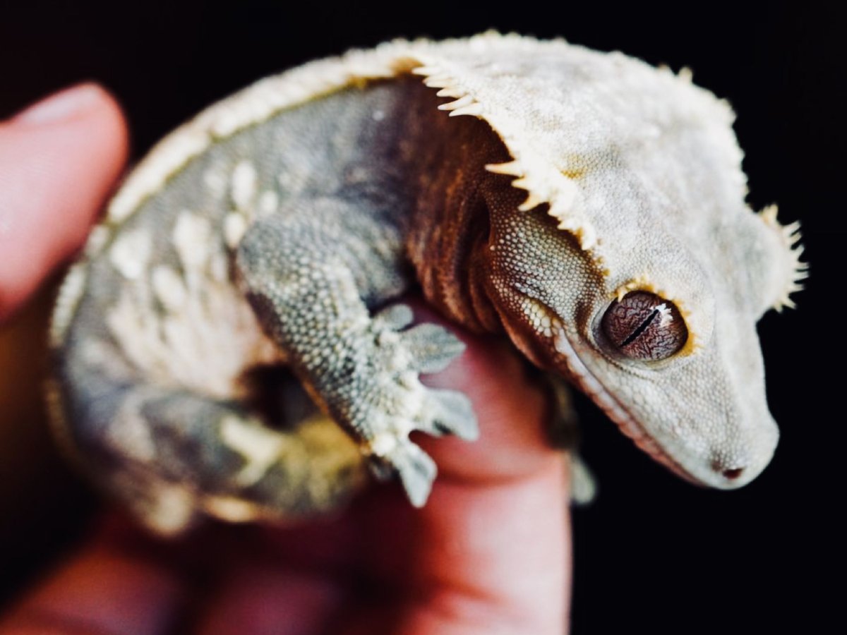 Реснитчатый геккон бананоед