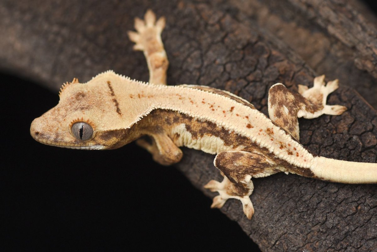 Эублефар бананоед