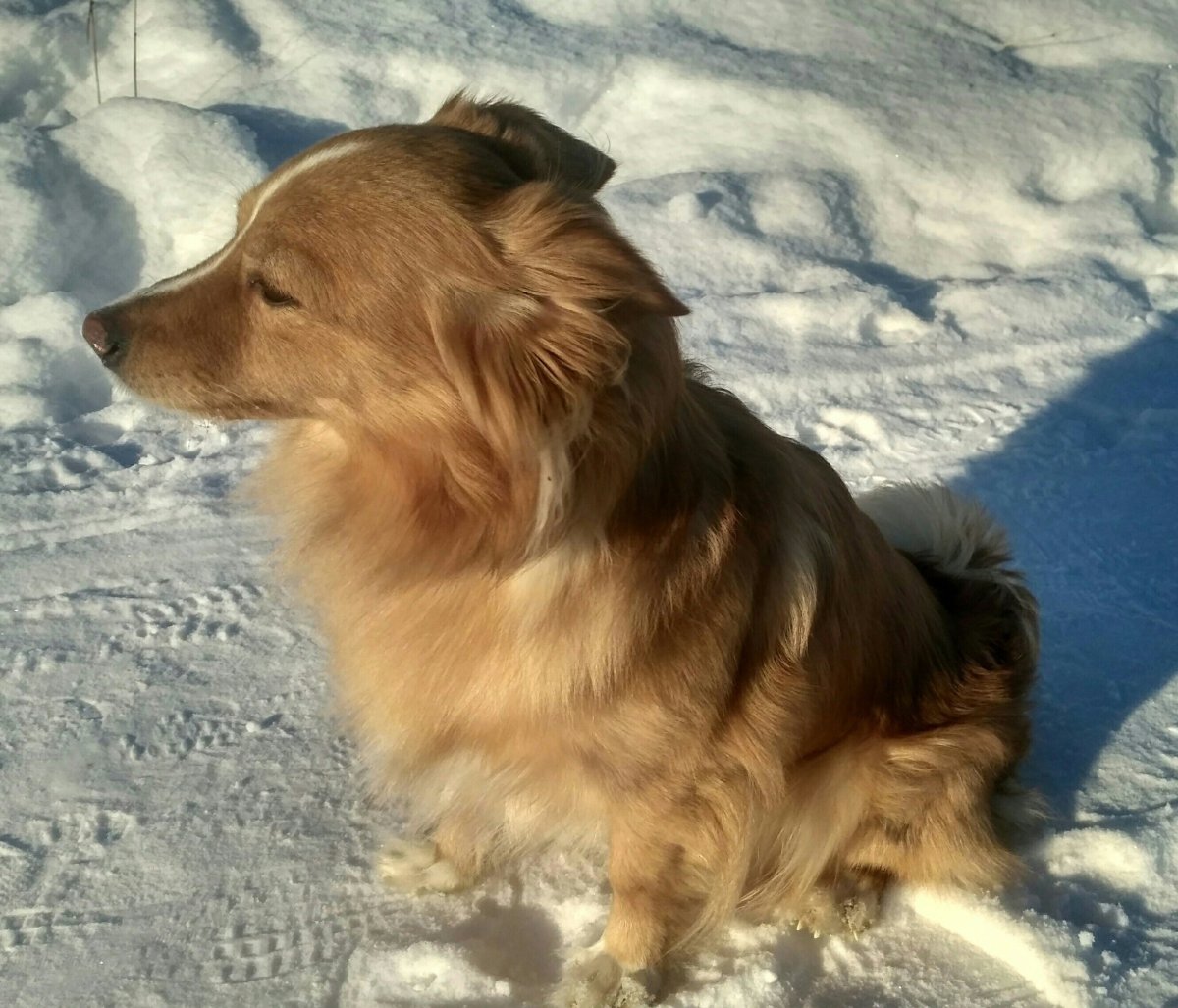 Небольшие собаки