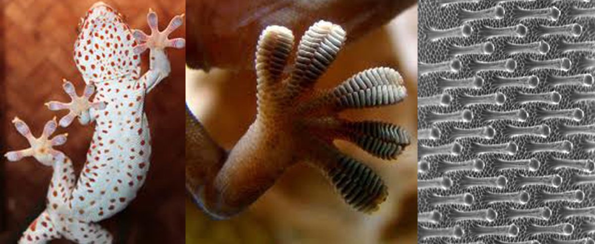 Лапки геккона