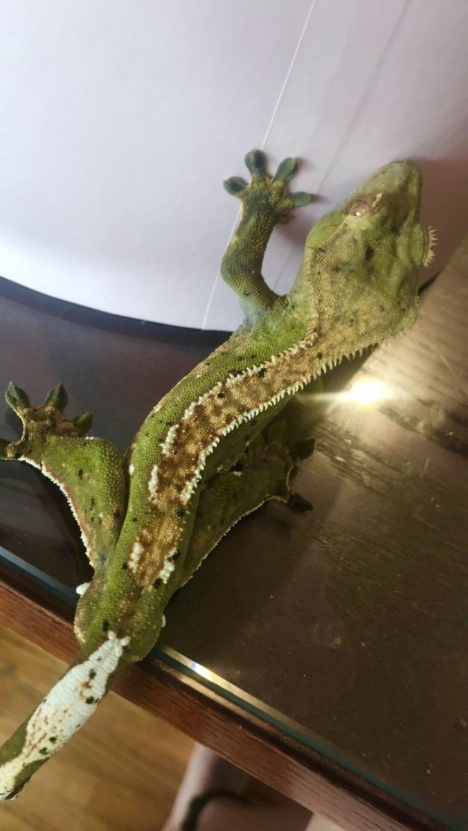 Реснитчатый бананоед в террариуме