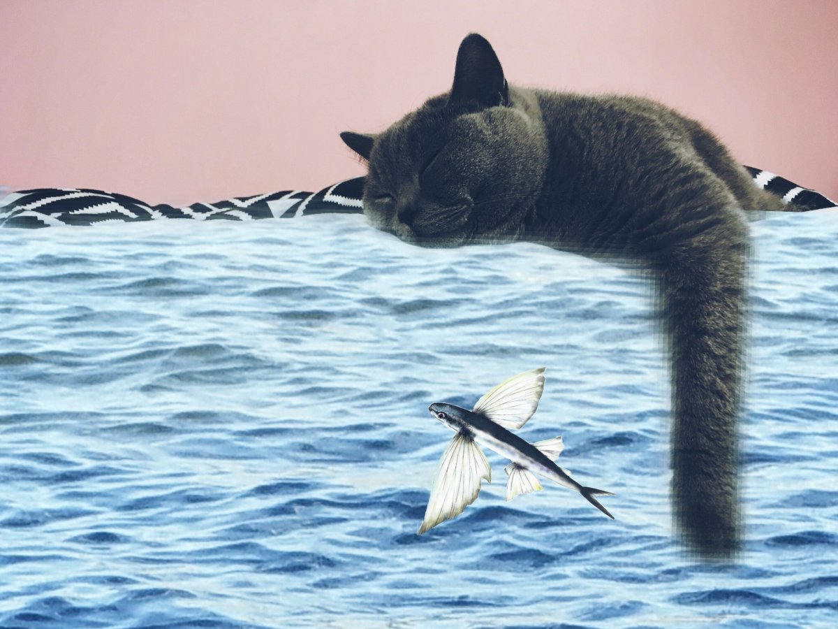 Кот на море