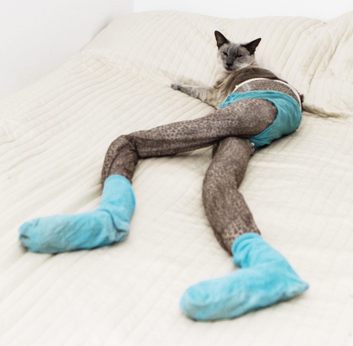 Стикер "котик"