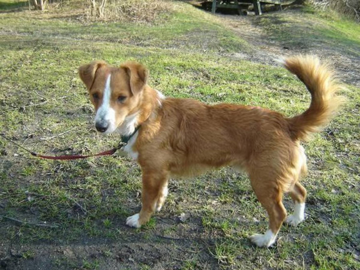 Мелитео Кинидио