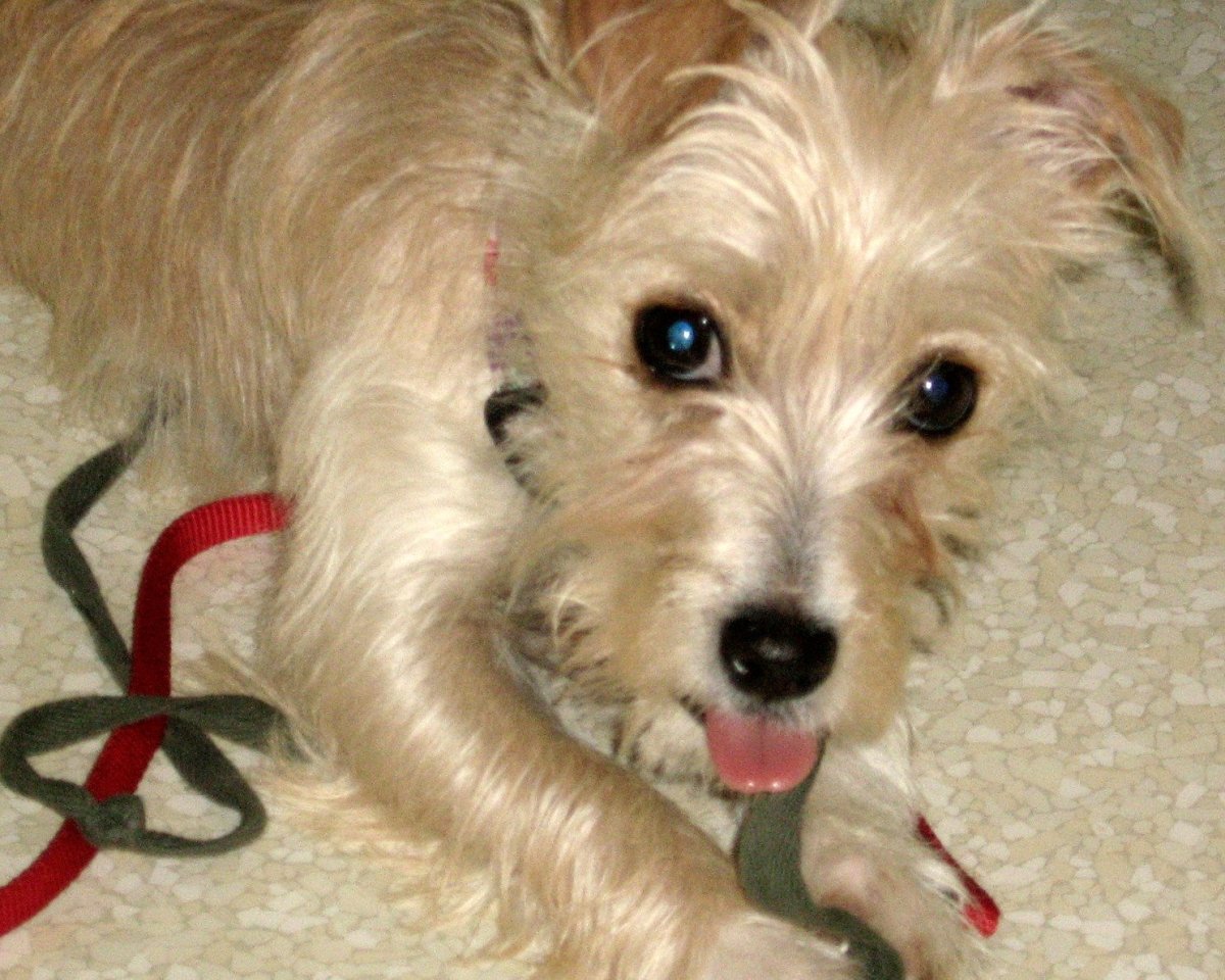 Алопекис длинношерстный