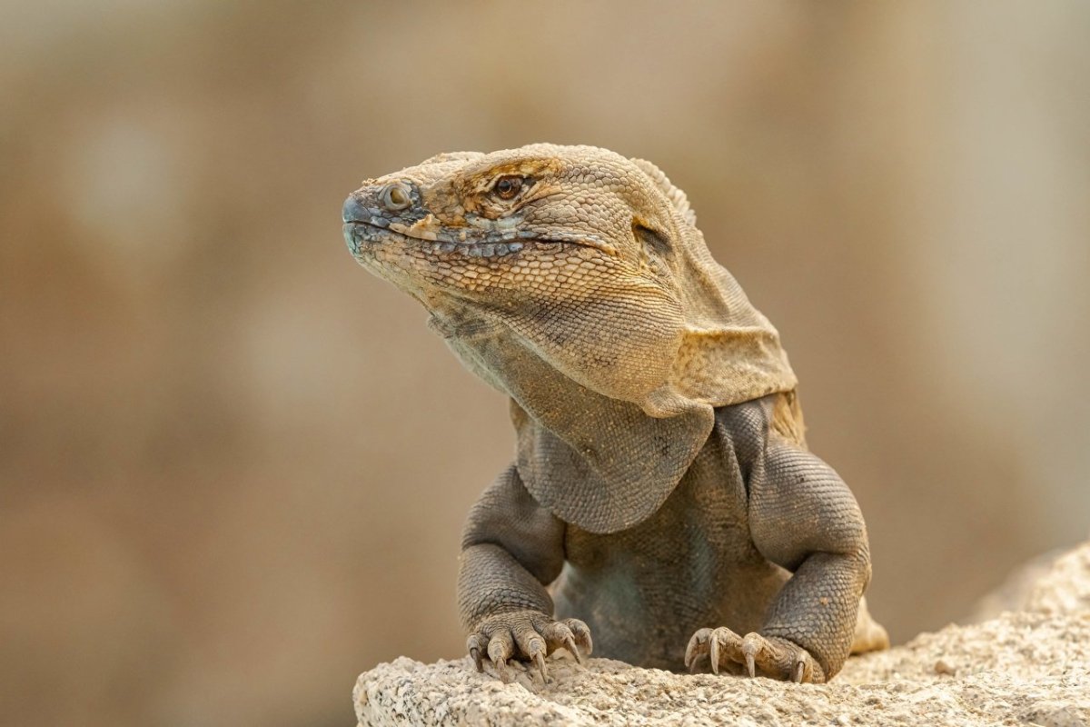 Комодский Варан