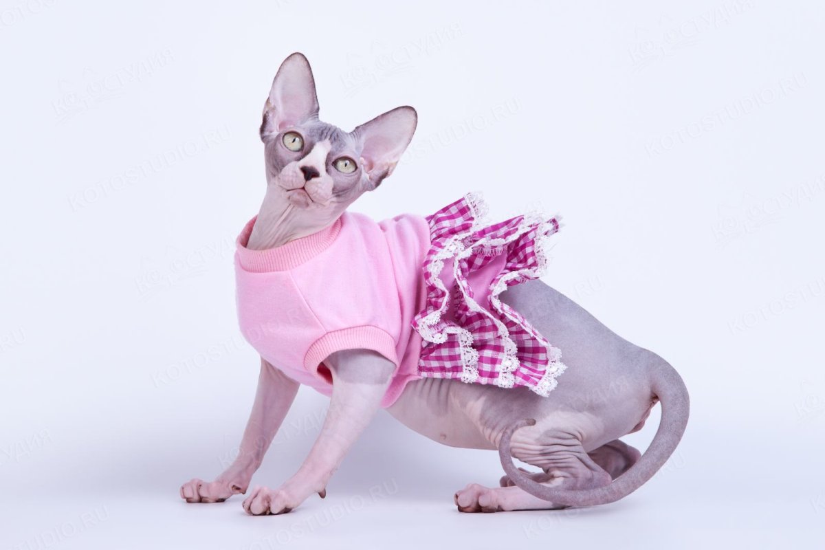 Шапочка котика