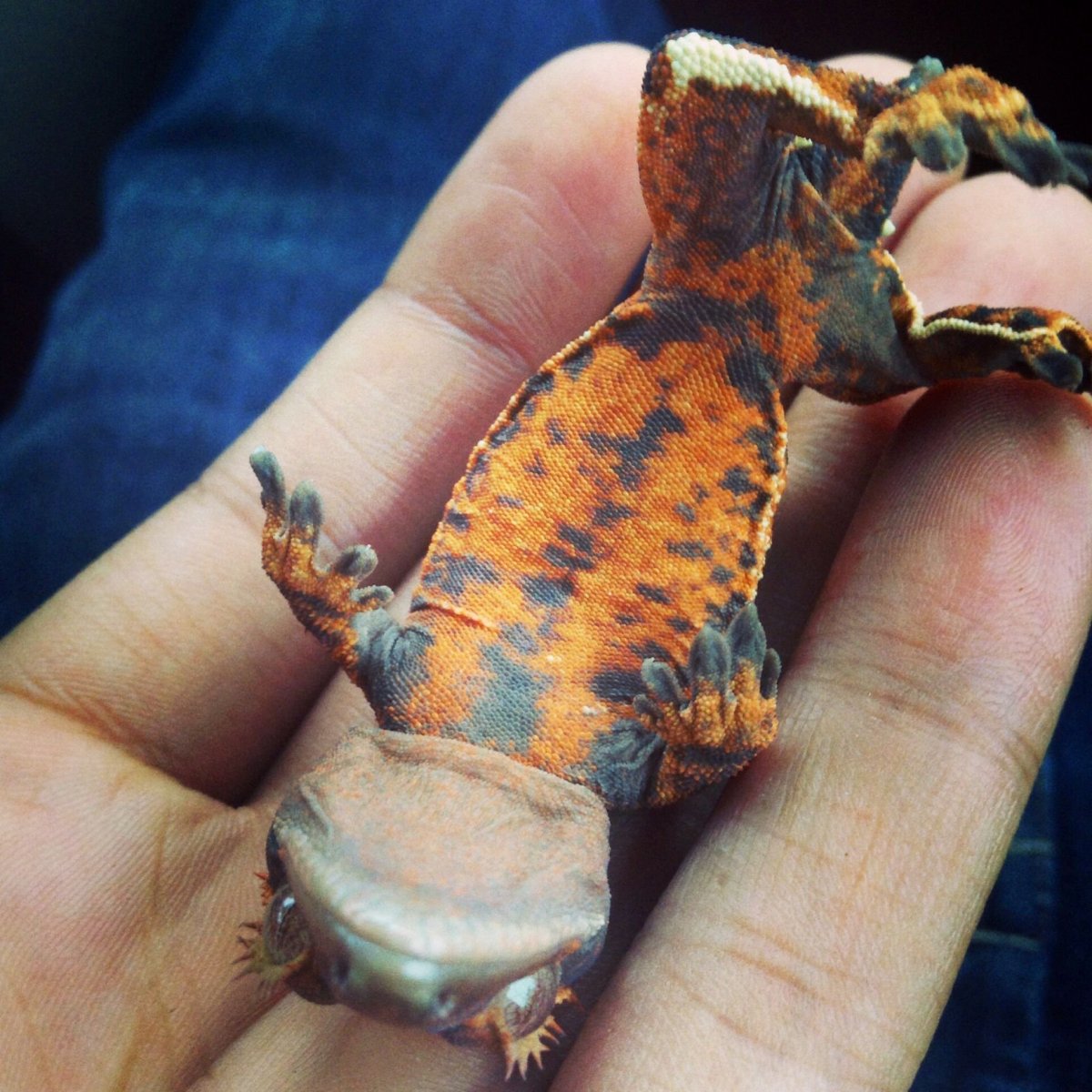 Токийский геккон