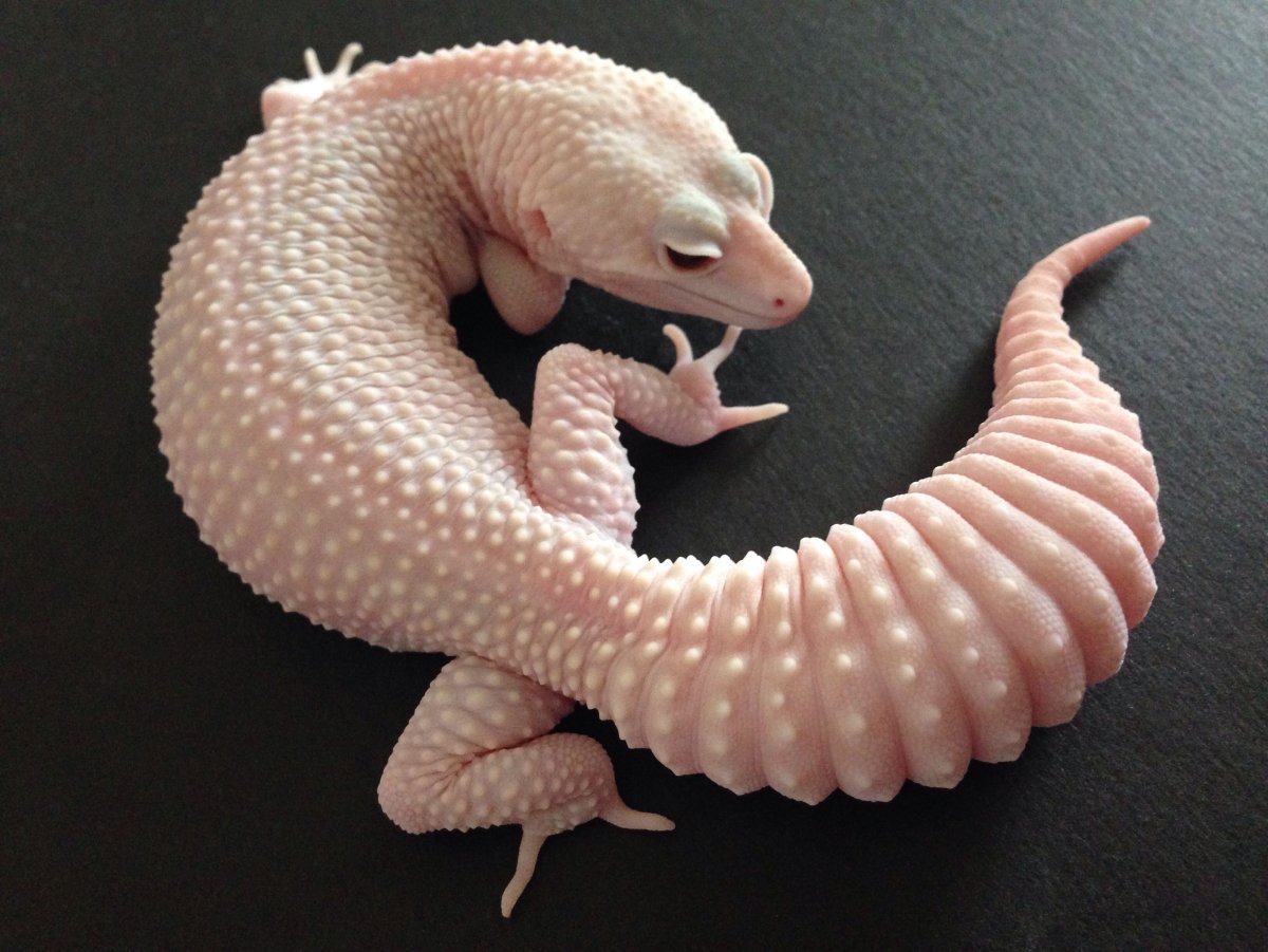 Super Nova эублефар