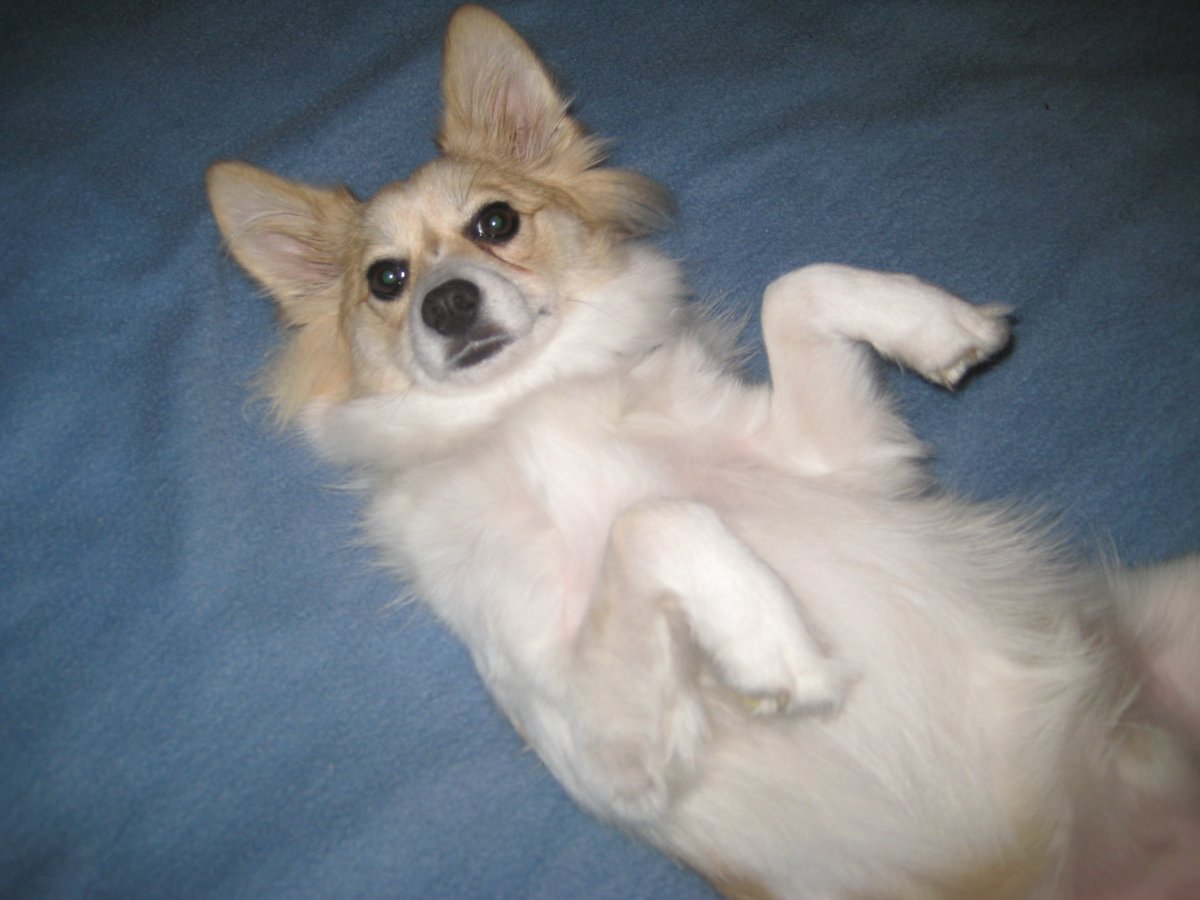 Алопекис Греческая дворняжка