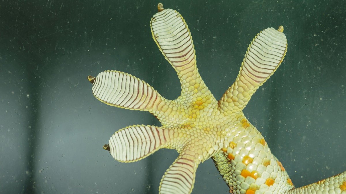 Отпечаток лапы геккона