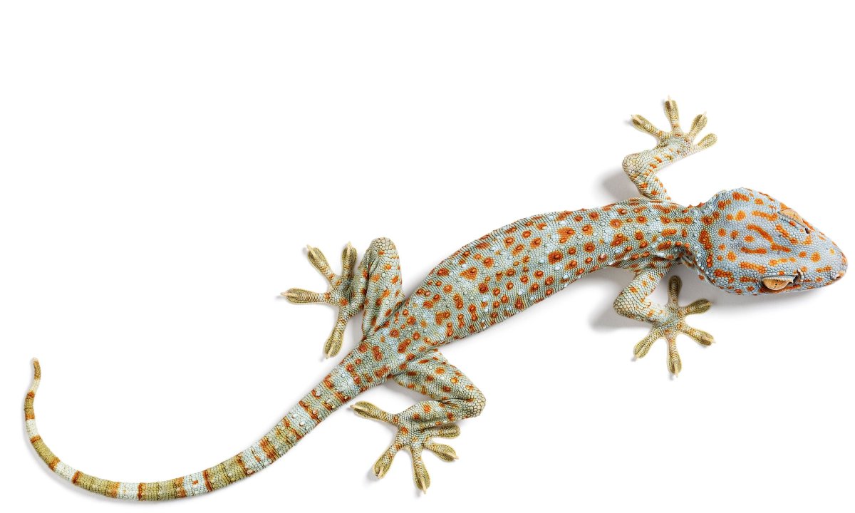 Геккон на белом фоне
