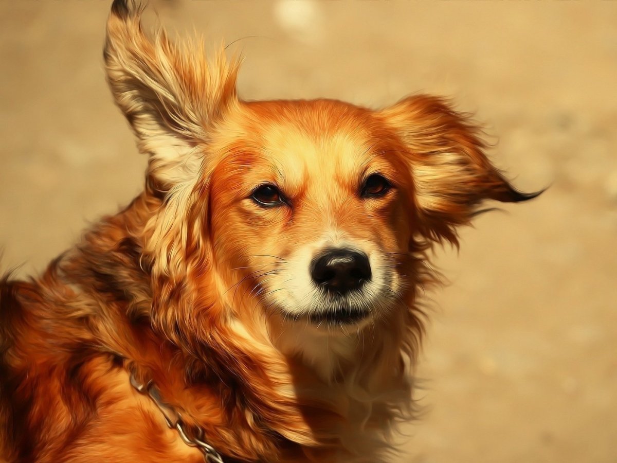 Теломиан собака