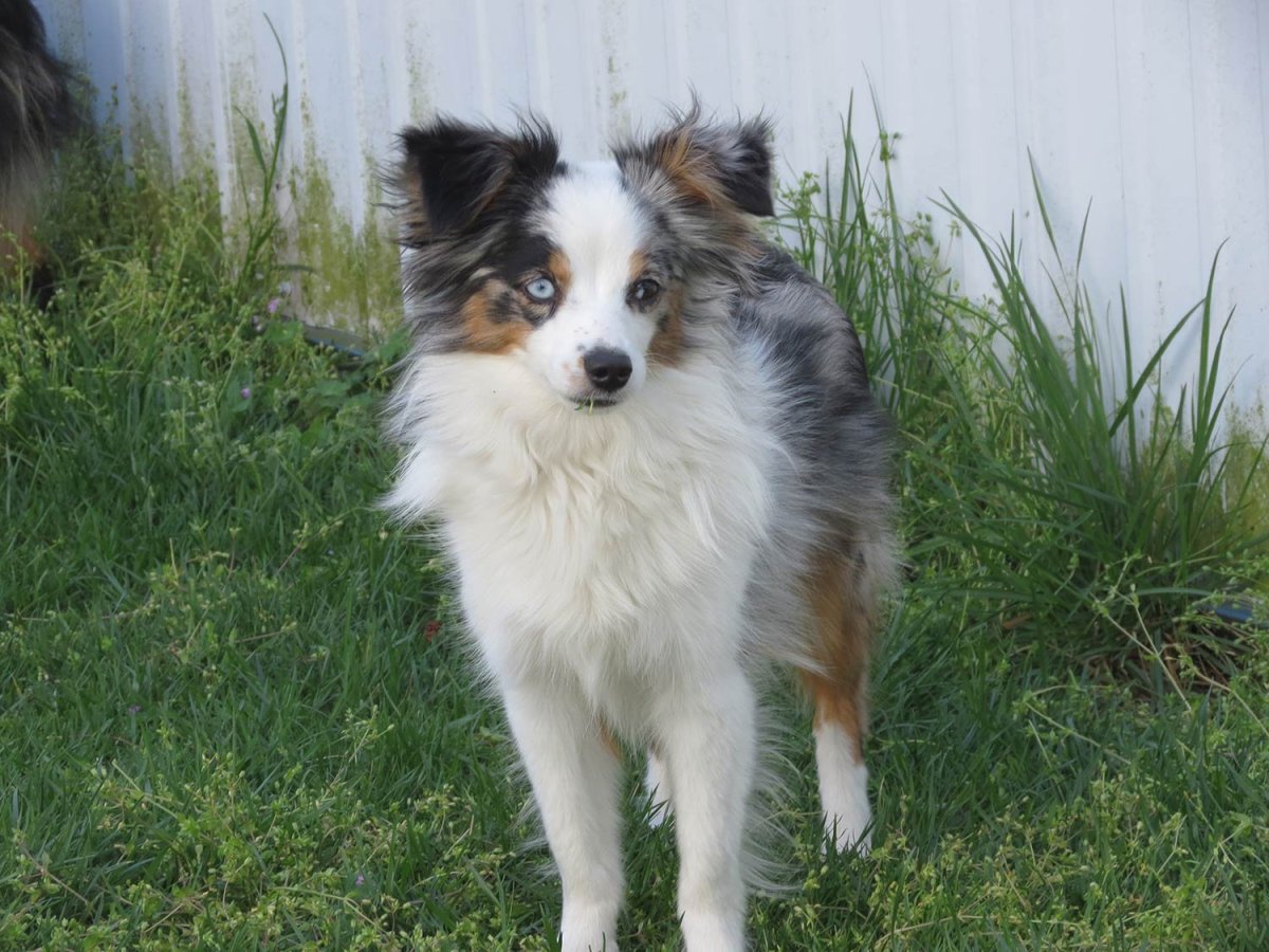 Шотландская колли щенок