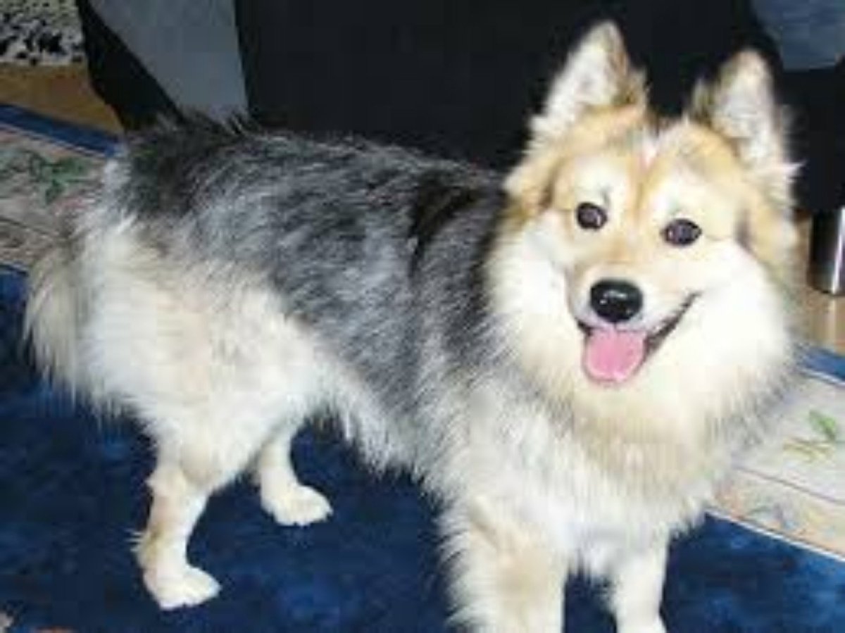 Самоед и бордер