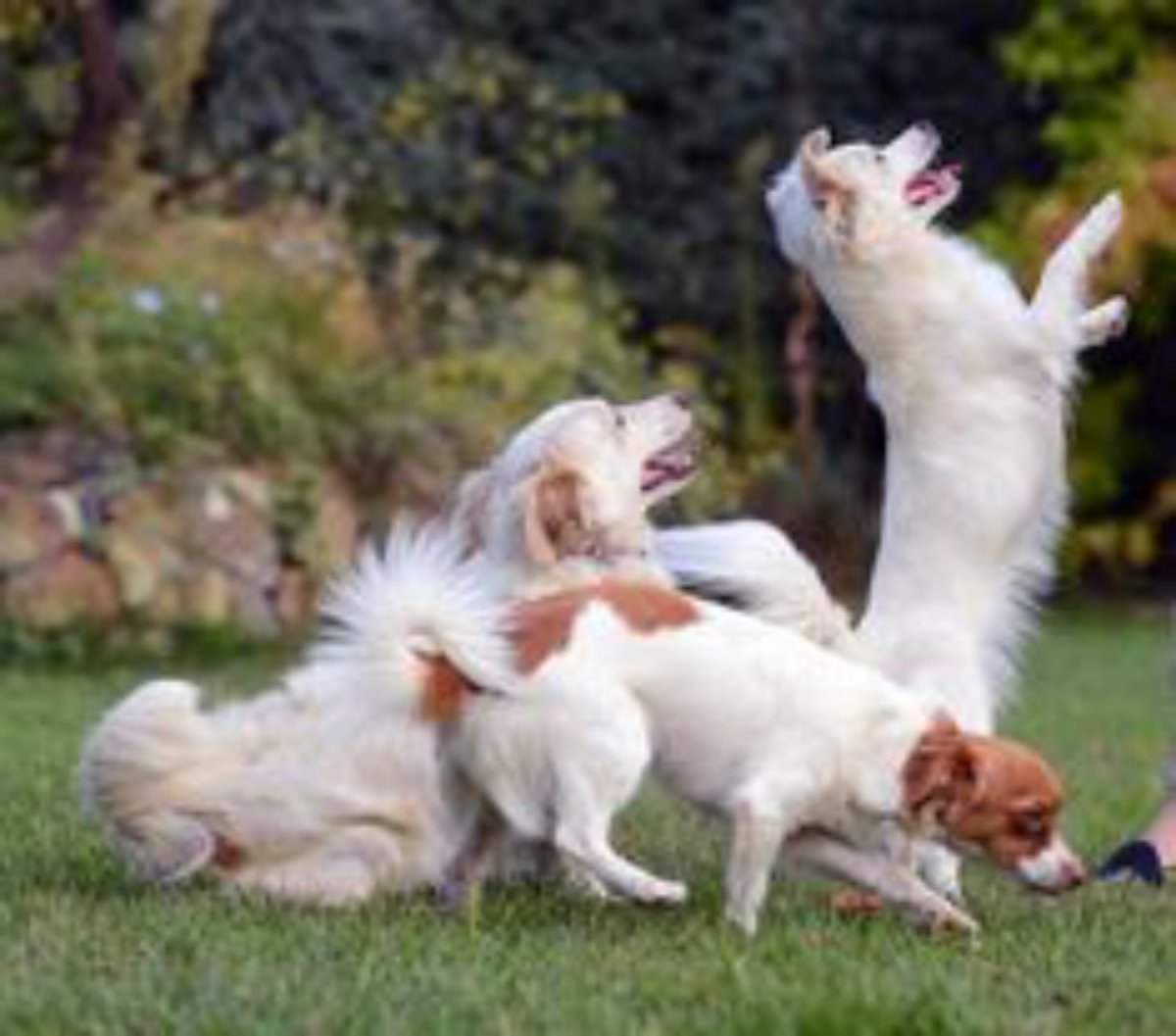 Чивини порода