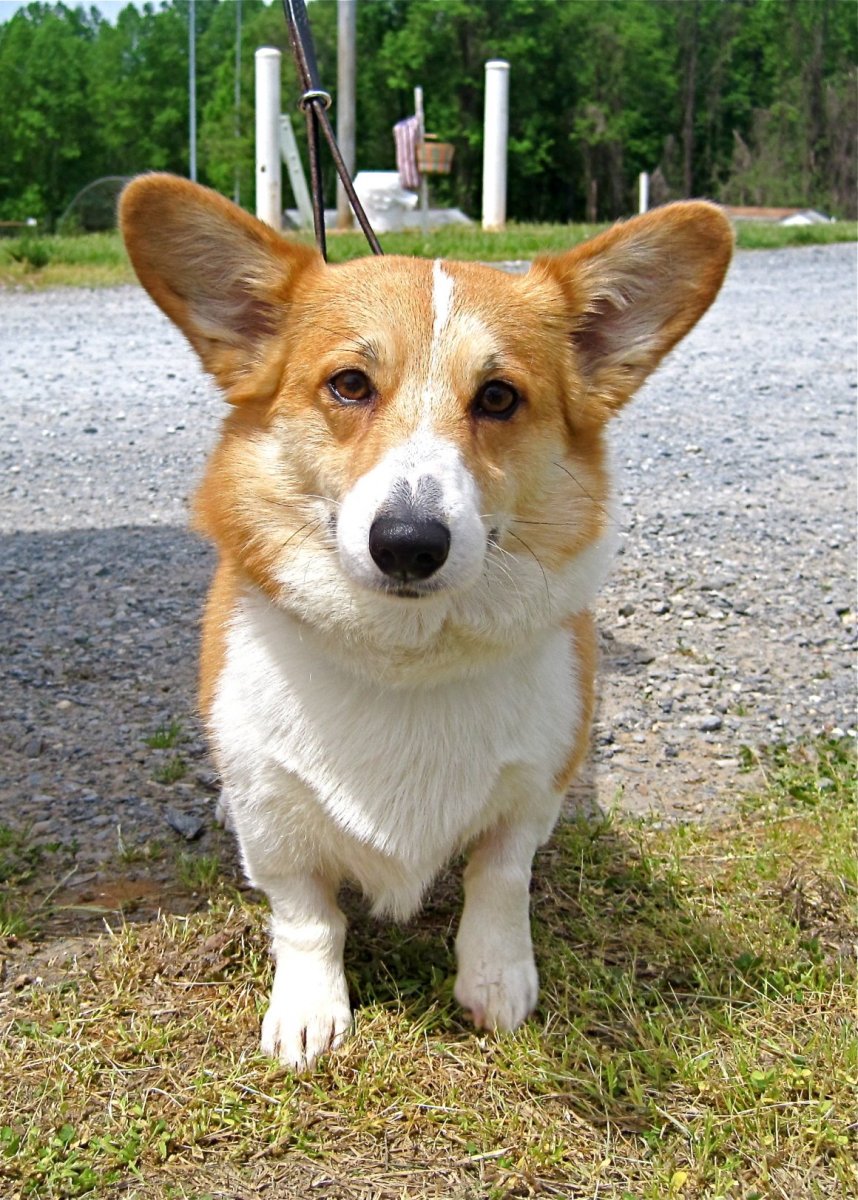 Порода собак дворняжка