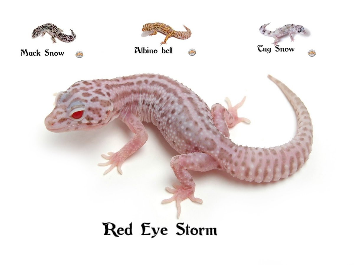 Eyes and Morphs of the Leopard Gecko