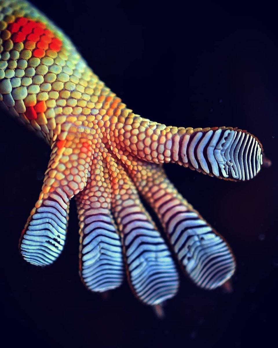 Лапы геккона