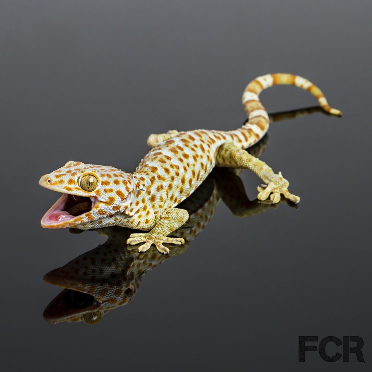 Эублефары Tokay