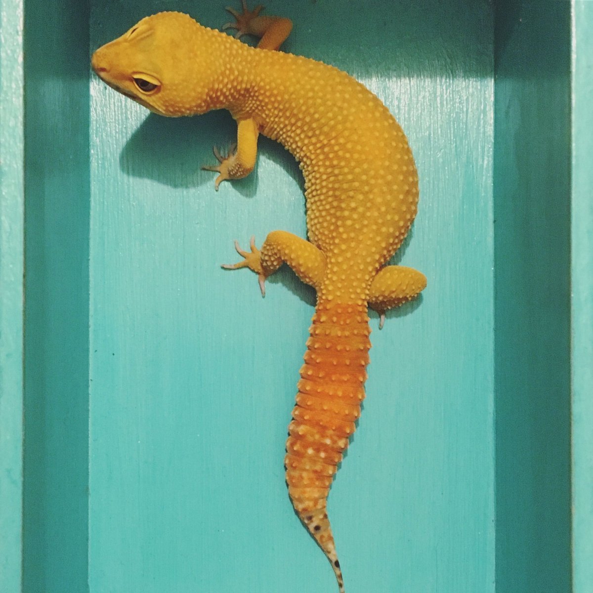 Ящерка геккон