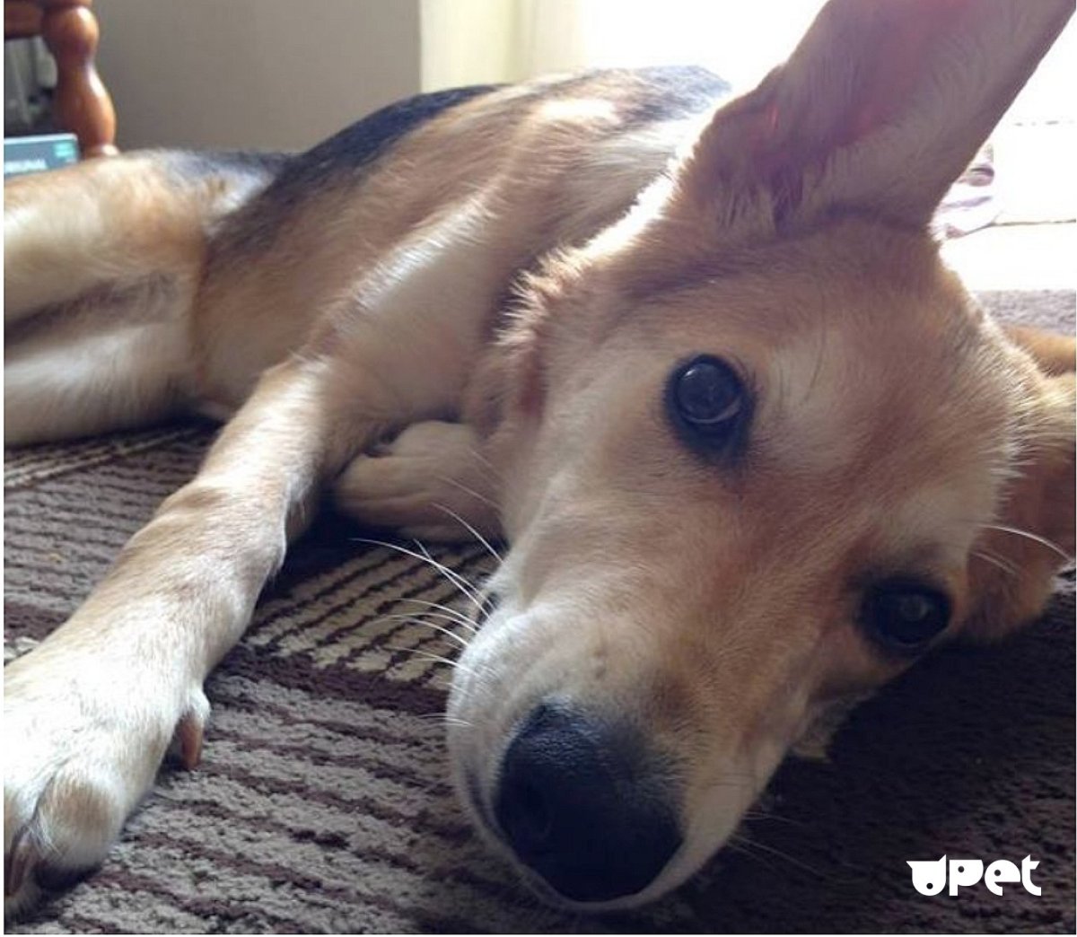 Кромфорлендер гладкошерстный