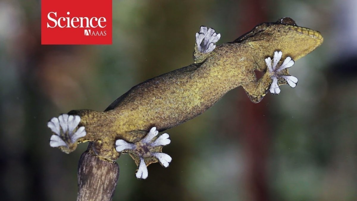 Ящерица геккон лапки