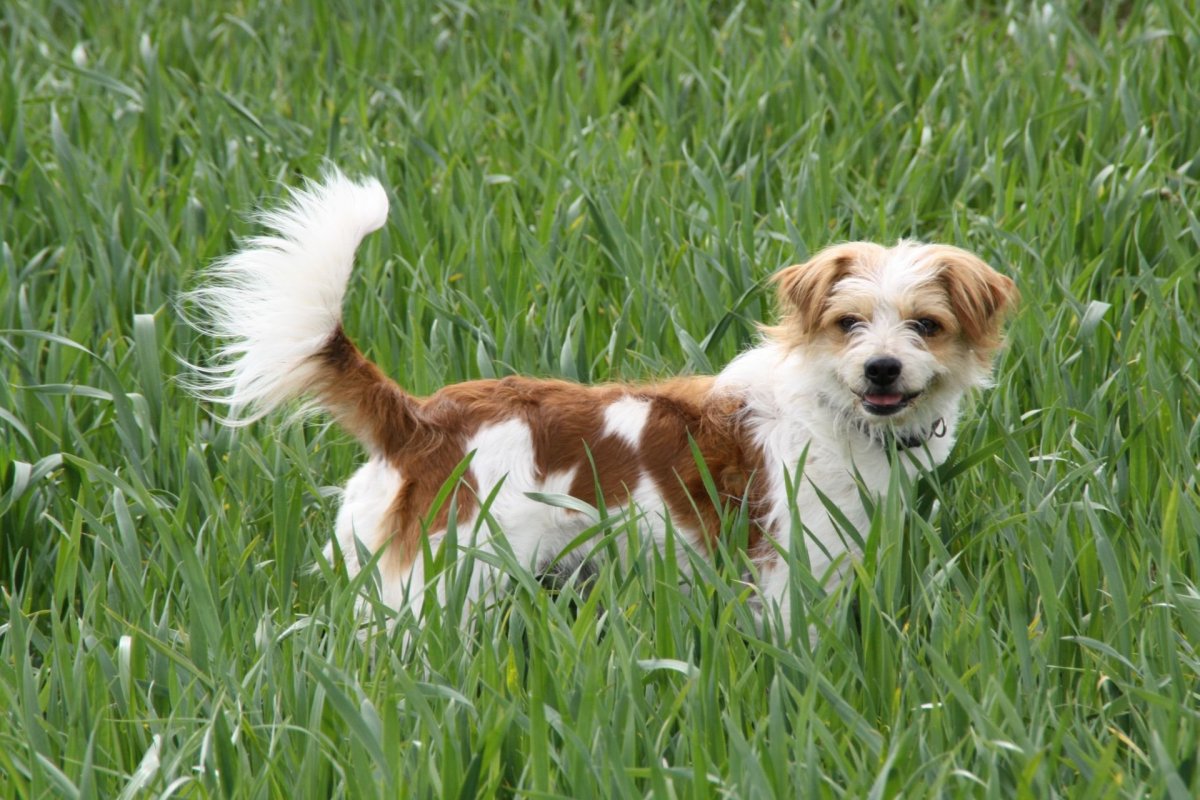 Алопекис белый