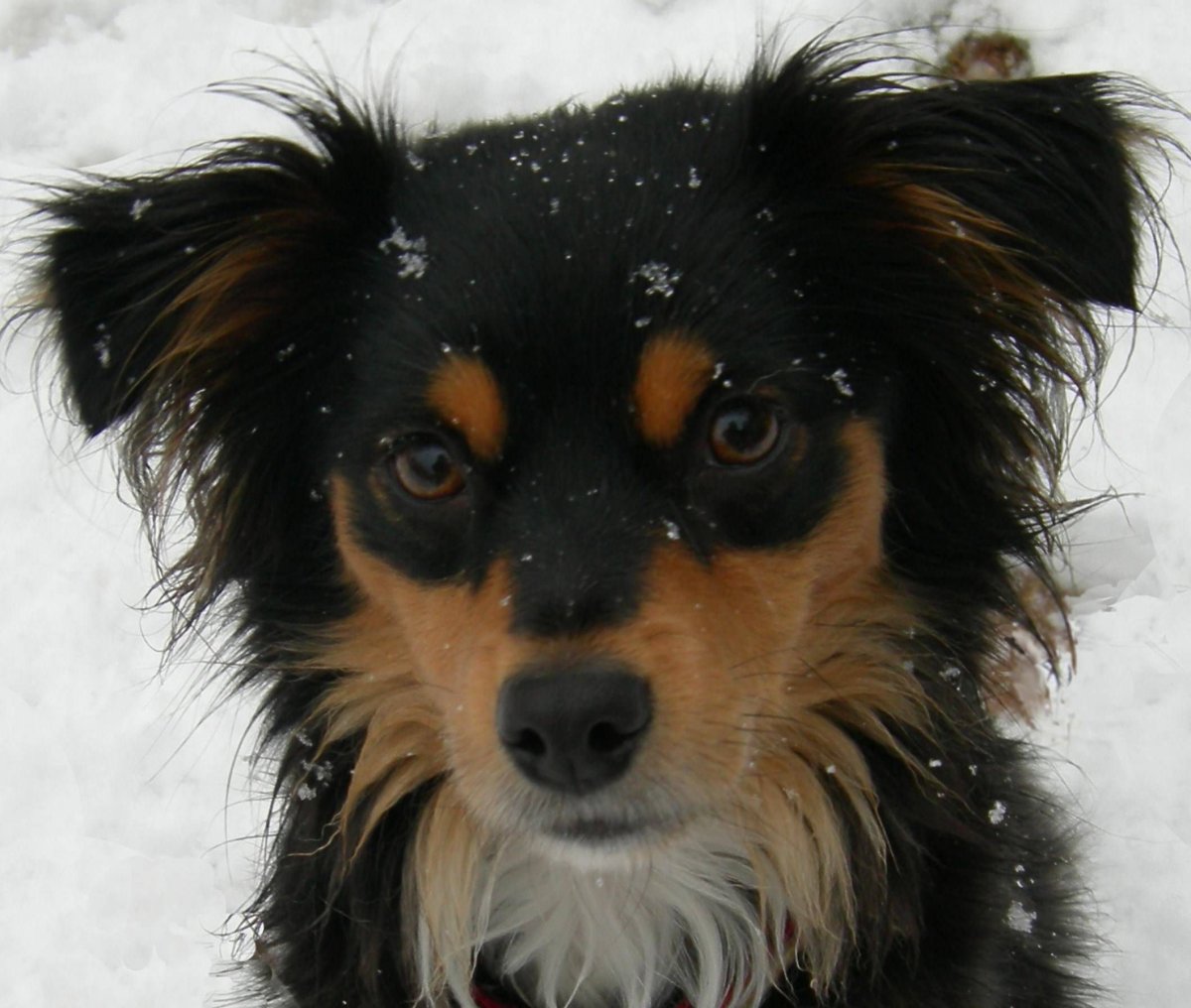 Мелитео Кинидио