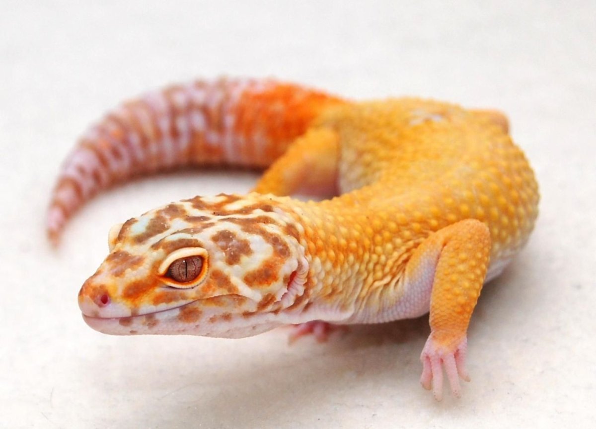 Эублефар леопардовый геккон