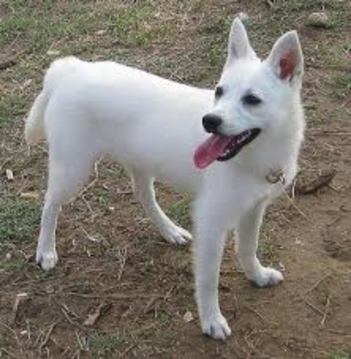 Критикос ихнилатис